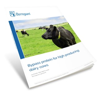 Bypass protein for high producing dairy cows Cover