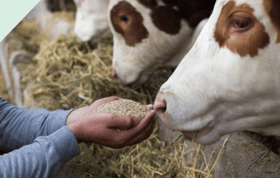 feedingcowbyhand